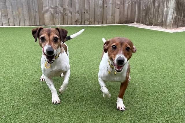 Peony and Marigold are extremely sweet, closely bonded girls looking for a patient family together to provide them with plenty of TLC and help them grow in confidence at their own pace. Because they haven’t had the best start in life, they will need some nurturing and a family committed to visiting the centre to build up a relationship before heading home, but seeing their true personalities shine through will be so rewarding! They require a secure garden since walks will need to be built up slowly, but with you by their side, they can finally have the bright future they deserve.