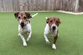 Peony and Marigold are extremely sweet, closely bonded girls looking for a patient family together to provide them with plenty of TLC and help them grow in confidence at their own pace. Because they haven’t had the best start in life, they will need some nurturing and a family committed to visiting the centre to build up a relationship before heading home, but seeing their true personalities shine through will be so rewarding! They require a secure garden since walks will need to be built up slowly, but with you by their side, they can finally have the bright future they deserve.