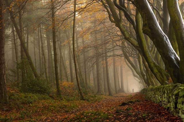 'A Misty Autumnal Walk' by Scott Antcliffe