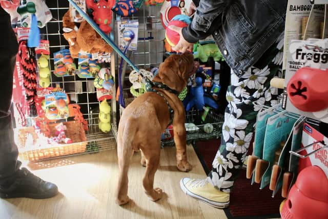 A dog shopping for toys inside Barkworthy Dog Emporium, Chesterfield