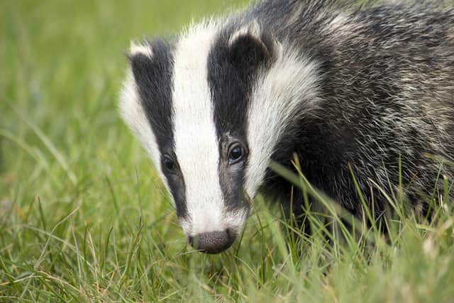 Police want people to look out for signs of badger baiting in Derbyshire. Image: Pixabay.