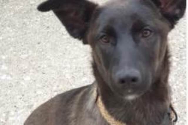 Lola, a German shepherd, has been missing from Unstone for two weeks.