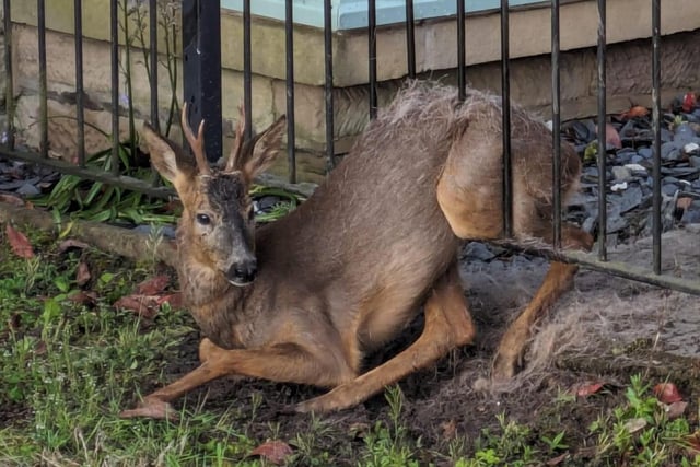 The deer was rescued by firefighters from Alfreton. Credit: Alfreton Community Fire Station