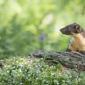 Pine martens are shy and rarely seen due to dwindling population numbers (photo: Robert Cruickshanks)