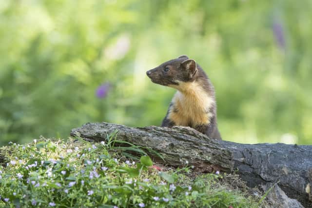 Pine martens are shy and rarely seen due to dwindling population numbers (photo: Robert Cruickshanks)