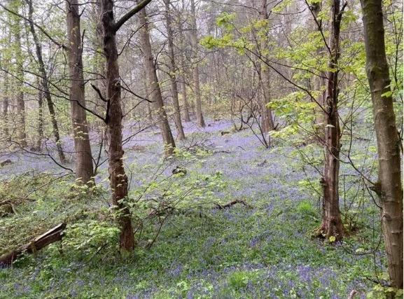Sycamore trees provide shade for the carpet of bluebells at Shining Cliff Woods at Ambergate which is designated a Site of Special Scientific Interest. Look out for the remains of the Betty Kenny Tree, said to be 2000 years old and the inspiration for the nursery rhyme Rock a Bye Baby.
