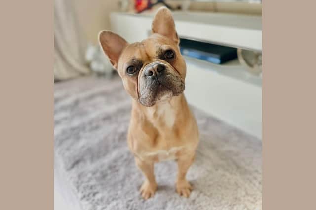 Nicola and Maximus will be joined by Nicola’s French Bulldog Thor, who has walked alongside Nicola on other charity challenges in the past.