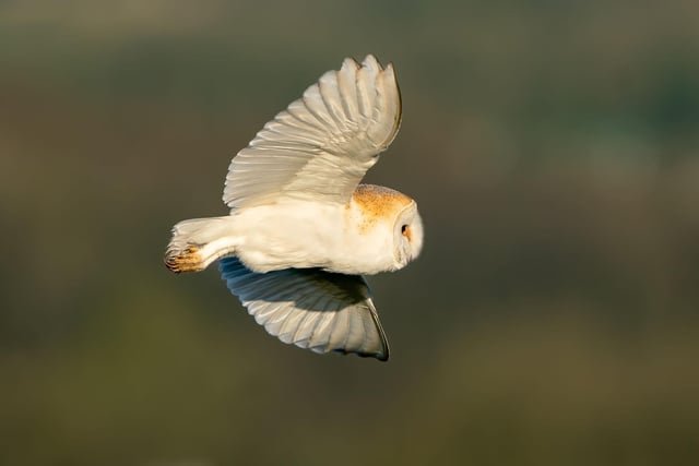 Over the years, barn owls gained many different nicknames including 'ghost owl', 'church owl', 'screech owl' and even 'demon owl' – the last one earned ‘thanks to’ their piercing shrieks and hissing calls.