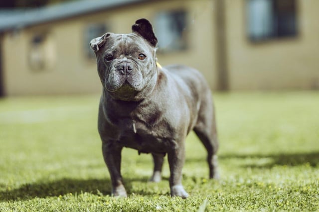 Bella is a six-year-old French bulldog. who is really friendly once she feels comfortable with people. She is house trained and can be left on her own. Bella, who has an ongoing medical condition, would be ideally suited to an adult-only household where she would be the only pet.