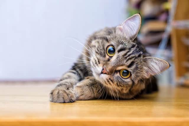 We have gathered 15 top rated cat day care services and hotels across North East Derbyshire (Credit: Elvira - stock.adobe.com)