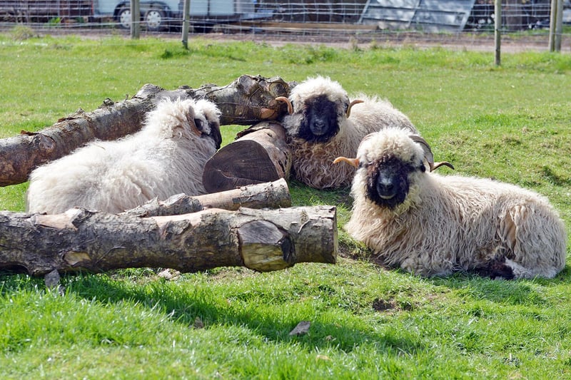 White Post Farm is a perfect attraction for animal lovers, combining barn and outdoor areas. There's more than just animals there with play areas, soft play and mini-golf to offer an excellent and relaxing day out.