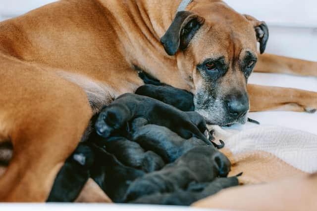 Kila gave birth to a huge litter of 14 puppies; the highest number the centre has ever seen.