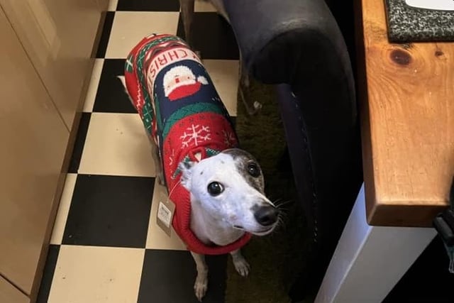 Ellie King said: "Tilly’s also ready for Santa Paws."