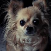 Chihuahua are among the four breeds that are find forever homes quicker than other dogs in the care of the RSPCA in Chesterfield. Photo by Shutterstock/huina