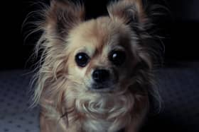 Chihuahua are among the four breeds that are find forever homes quicker than other dogs in the care of the RSPCA in Chesterfield. Photo by Shutterstock/huina
