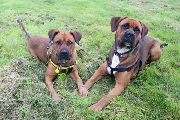 Rescue dog Jessie, left, has been reunited with her brother Luther after spending a year apart living very different lives.