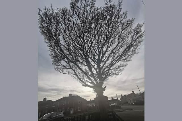 The application to trim a large Sycamore tree at Portland Avenue in Bolsover was submitted on February 5.
