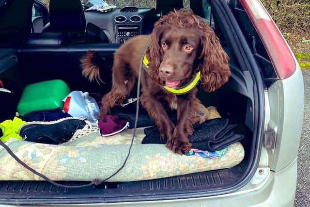 The ‘endless energy’ of police dog Ziggy helped officers make three drug arrests in Chesterfield. Image: Derbyshire police.