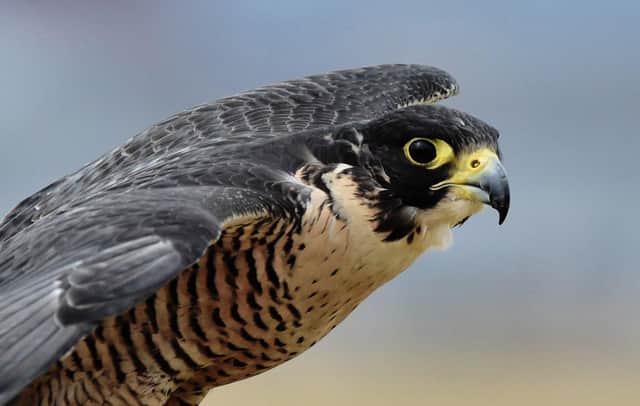 A peregrine falcon. (Photo: Yuri Cortez/AFP via Getty Images)