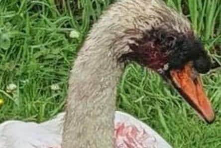 The male swan was brought to Linjoy Wildlife Sanctuary and Rescue after a suspect mink attack in Ilkeston (picture: Linjoy Wildlife Sanctuary and Rescue)