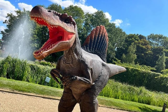 Tiny the dinosaur who is Europe’s largest walking T-Rex,  Scar, a spinsoauraus, Betsy, the four-metre long triceratops and a collection of baby dinosaurs will be at Midland Railway Centre's Swanwick station over the weekend of July 8 and 9. For tickets, go to www.midlandrailway-butterley.co.uk