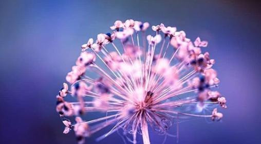 A wonderful flower photo from @theskysthelimit.photography