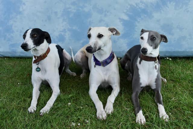 LJ, who attends ringcraft training a couple of times a week and spends most of her weekends at dog shows, has got three whippets Bondi, Bronte and Byron.