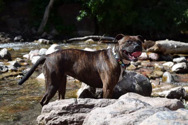 The dog, described as a brindle-coloured Staffordshire Bull Terrier-type dog, was not on a lead and was wearing a harness. (Image for illustration only)