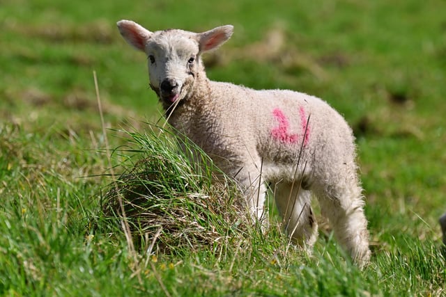 A newborn lamb enjoys its first day out