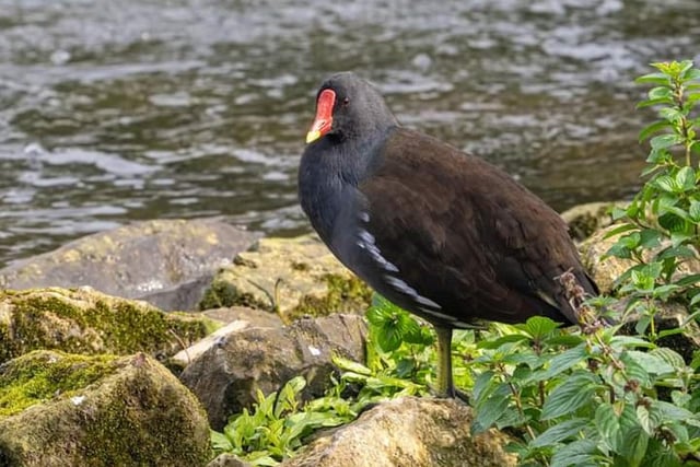 ​Andy Gregory was in the right place to snap this lovely shot of a moorhen on the rocks in the River Wye at Bakewell.