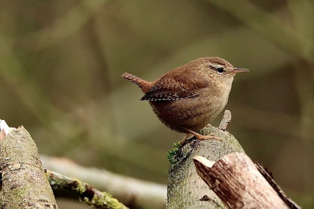 ​A delightful offering from Philip Wardle shows a close-up of a wren by the Cromford Canal at Codnor.