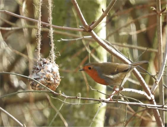 The robin is a lovely sight in winter so encourage the species into your garden by putting up a bird feeder.  Frozen ground and lack of fruit and insects to eat mean it’s harder for birds to get enough sustenance to help keep them warm and survive the cold weather at this time of year.
