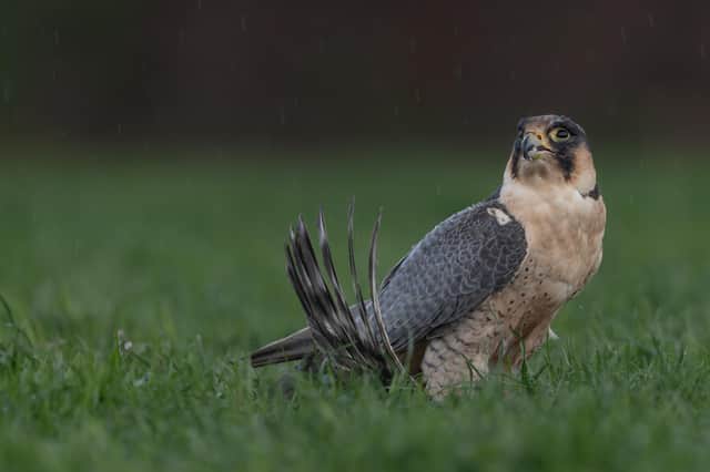 A man has been charged with disturbing the nest of a Peregrine falcon