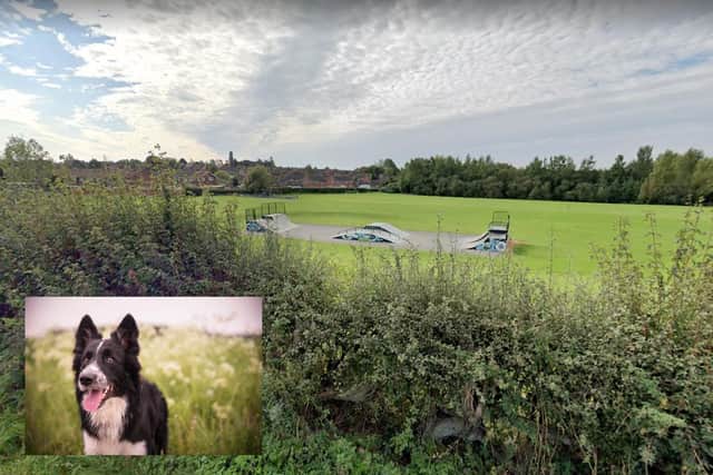 Scanderlands Playing Fields, where the incident unfolded. Photo of Collie dog illustrative only.