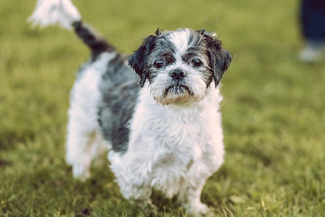 Alfie is a male shih-tzu who is 12 years and 10 months old.