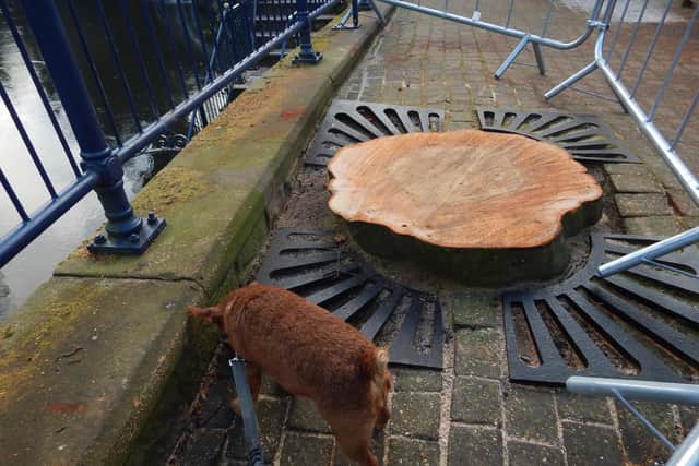 The decision to grant permission to fell the tree was made by Derbyshire Dales District Council. (credit: Peter Ludlam)