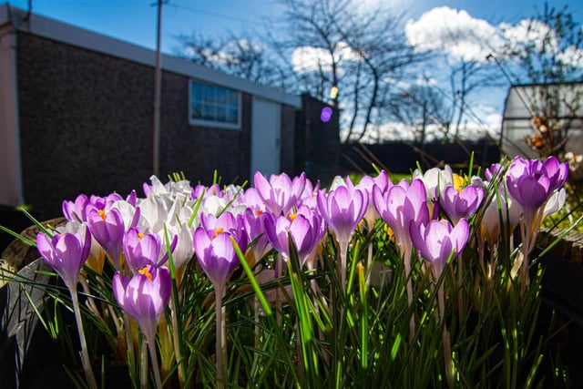 ​A delightfully colourful shot from Ripley’s Dave Long showing crocuses galore.