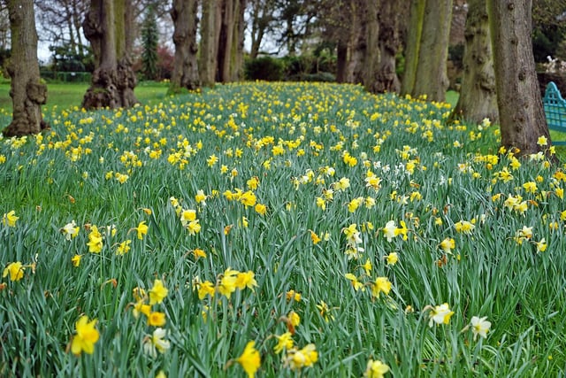 Daffodils add a splash of colour to this tree-lined avenue.