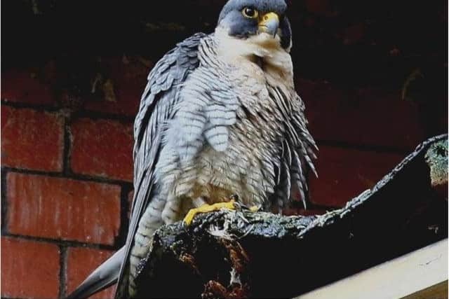 The peregrine falcon was shot in Belper.