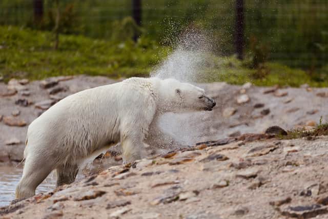 Three polar bears have been unveiled at Peak Wildlife Park. Pic submit