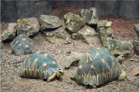 Radiated tortoises at Drayton Manor Zoo.