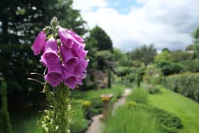 A bloody finger, or foxglove, gives you a welcome on your start around the garden.