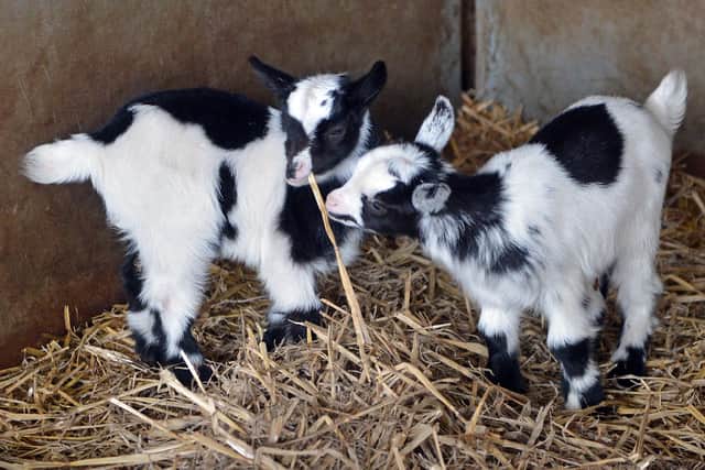 Pygmy goat kids are among the new arrivals at Willow Tree farm.