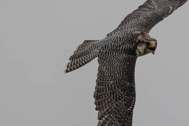 The peregrine falcon is the fastest creature on the planet, capable of flying at speeds of more than 180mph (photo: PIxabay/theotherkev).