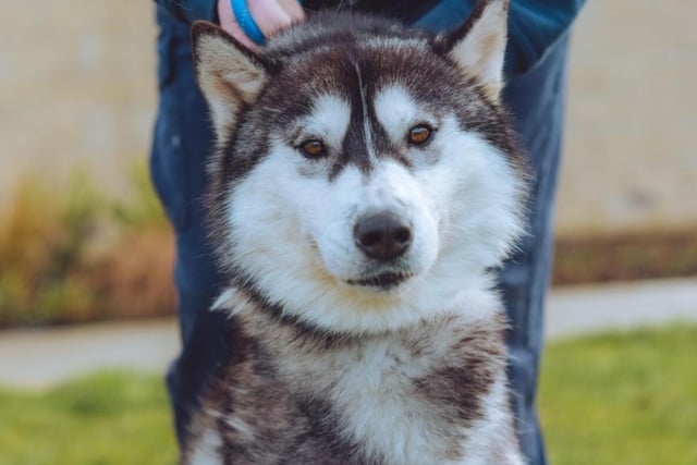 Ariel, like the other husky on this lost, is an energetic pup who'll need your full attention. If you're up to the challenge, she'd be very grateful, though.