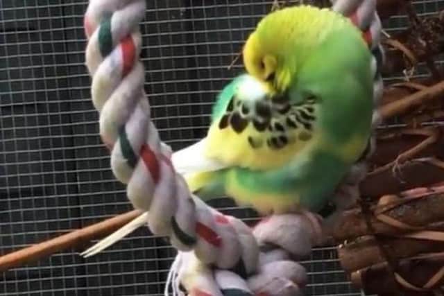 Shirley was the third budgie to sadly die. Picture from One Flew Over the Budgie's Nest.