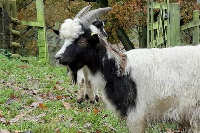 A Bagot goat.