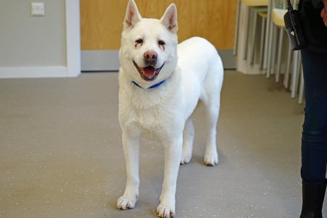 Snow is a six-year-old Akita who has had a hard start in life and would love to find a loving new home