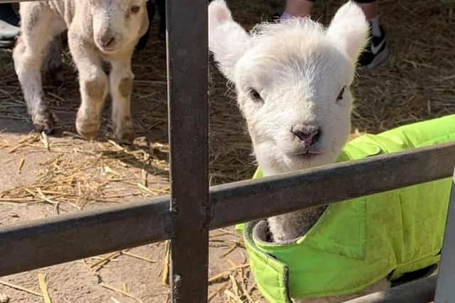 Spring means lots of lambs at Matlock Farm Park.