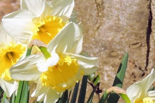 Spring Daffs in bloom. From @sarahphotos14
